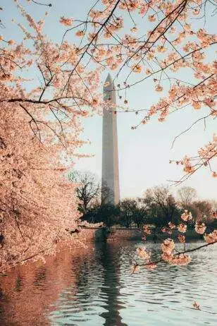 5 Best Places To Visit In Washington D.C- Cherry blossom 