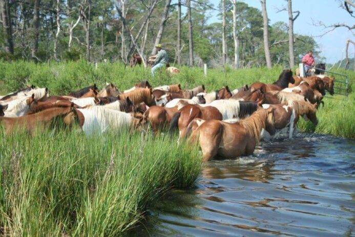 Chincoteague Island