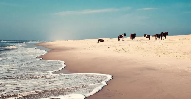 Assateague Island National Seashore