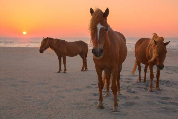 Assateague island- A Destination for Exotic Car Rental in Maryland