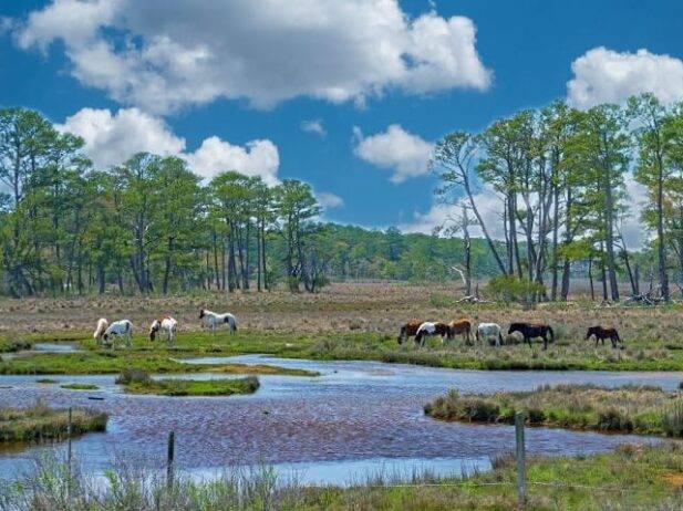 summers in Virginia