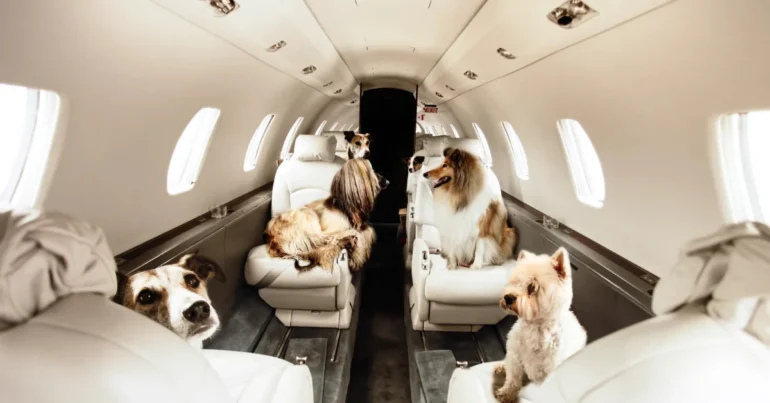 Traveling with Pets in Private Jet